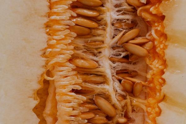 属相牛2026年会遇见什么灾难 属相牛2026年会遇见什么灾难