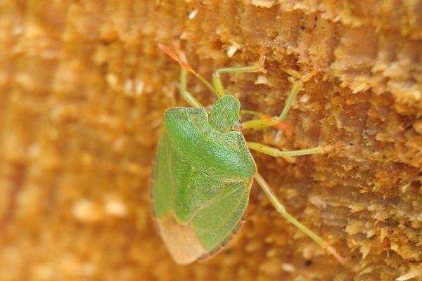 属相马2026年运势吉凶怎样