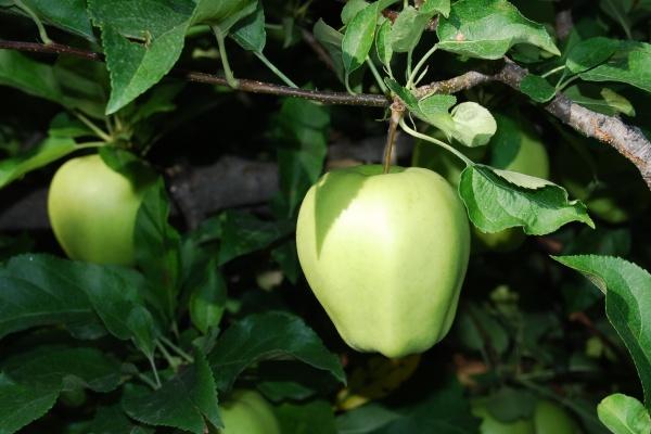 1990年属马的2026全年度运势 1990年属马的2026全年度运势