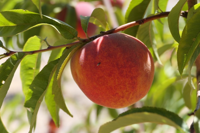 1988年属龙人2026全年度运势 1988年属龙人2026全年度运势