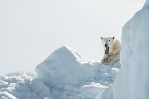 属虎2026年运势大揭秘 属虎2026年运势大揭秘
