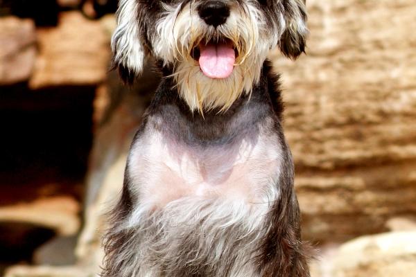 83年猪男2026全年度运势