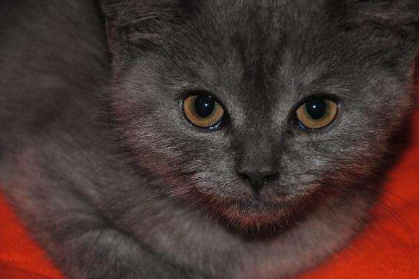 77年蛇2026全年度运势 77年蛇2026全年度运势