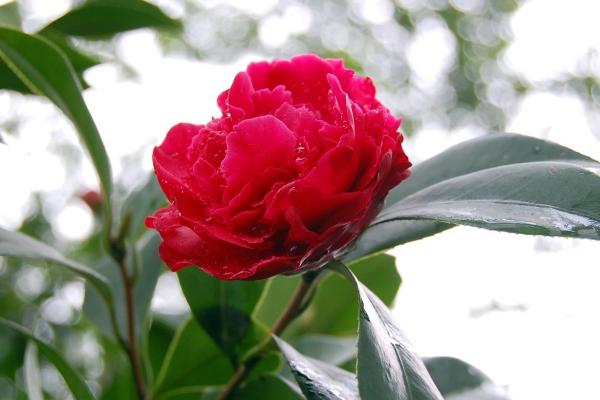 98男虎人正缘发生年龄