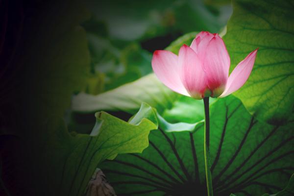 梦见了坐坦克预示什么