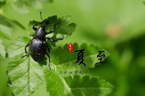 生肖羊鼠财富磁场揭秘：谁掌财源，谁为贵人？
