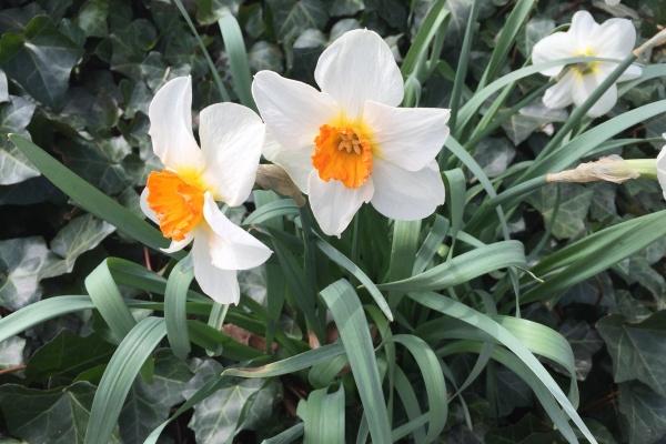 2026年属相虎结婚大利月是几月 2026年属相虎结婚大利月是几月