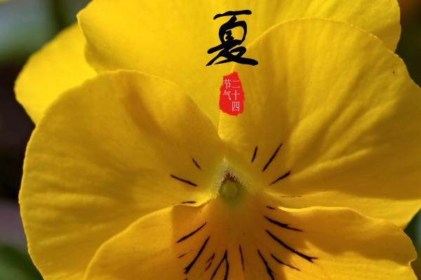 属蛇2026的超大贵人