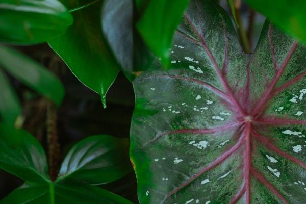 2026年属相狗结婚大利月是几月 2026年属相狗结婚大利月是几月