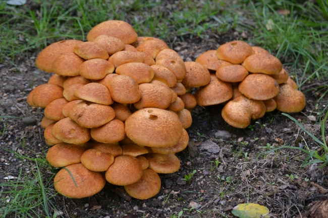 2026年属羊总算转运了