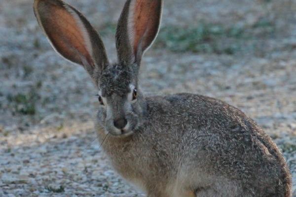 2026年属狗人全年度运势