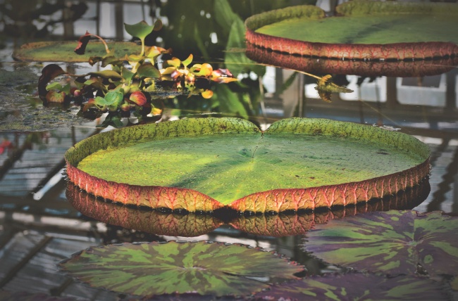 属虎人桃花运最旺的四大流年揭秘 属虎人桃花运最旺的四大流年揭秘