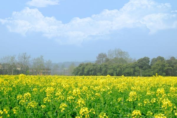 属兔人2026年如何提升运气