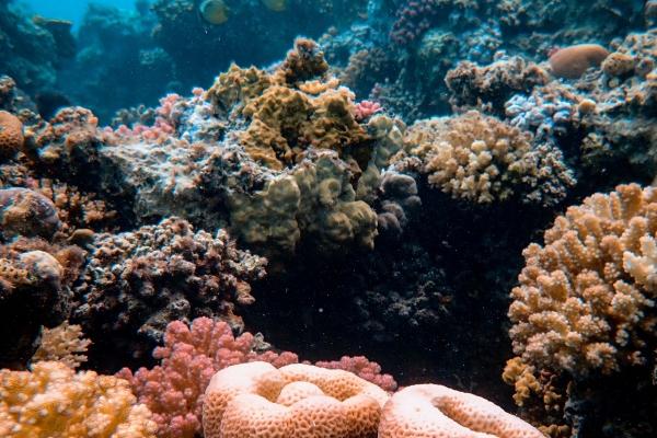 梦象解析:偷盘入梦的深层寓意与各方运势启示 梦象解析:偷盘入梦的深层寓意与各方运势启示