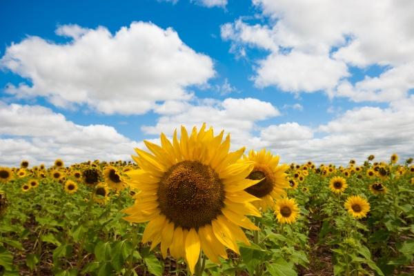 12生肖今日运势详细说明(2025.10.21) 12生肖今日运势详细说明(2025.10.21)