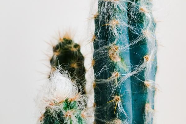 本命年猪女生佩戴哪些好