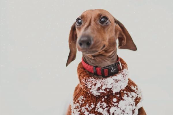 2026年兔的桃花劫到底是谁 2026年兔的桃花劫到底是谁