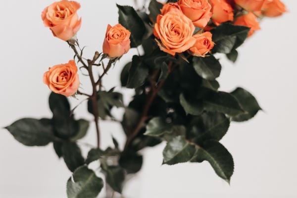 2026年猪怎样旺桃花