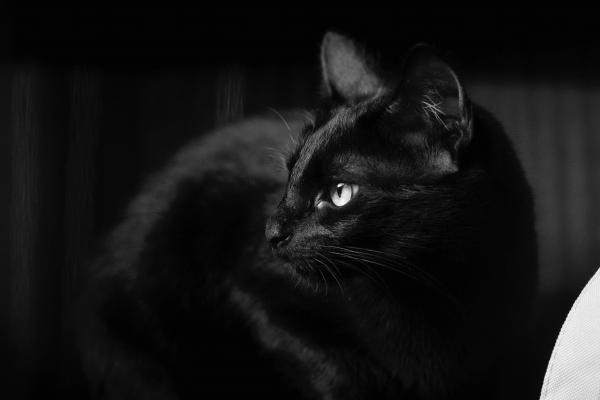 2026属猴的女性大忌，马年属猴女孩子忌讳