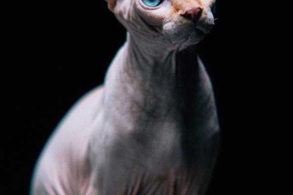 1989年属蛇2026会碰到真爱吗 1989年属蛇2026会碰到真爱吗