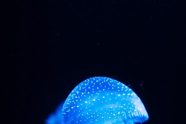 2026年属鸡人会有横财吗 2026年属鸡人会有横财吗