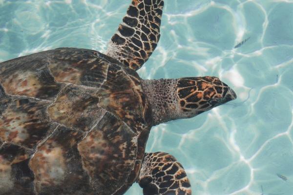 属马2026结婚好不好呀 属马2026结婚好不好呀