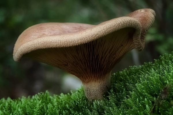 属龙2026年有大喜缠身