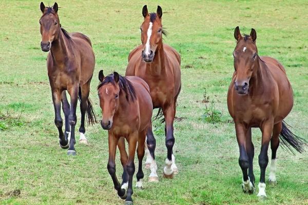 2026属牛的贵人和小人到底是谁