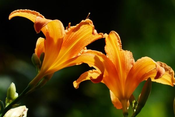 2026蛇运气最旺的月份