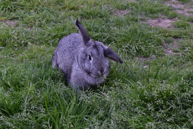 属猪用哪些床单最旺盛,属猪人被子最吉利颜色 属猪用哪些床单最旺盛,属猪人被子最吉利颜色