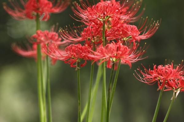 2026年属蛇的能生日日吗,蛇生日日注意事项 2026年属蛇的能生日日吗,蛇生日日注意事项