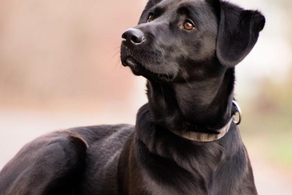 2026属鸡的贵人和小人到底是谁 2026属鸡的贵人和小人到底是谁