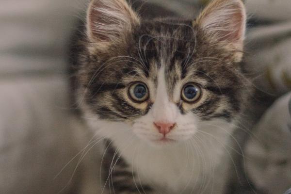 2026属马的贵人和小人到底是谁 2026属马的贵人和小人到底是谁