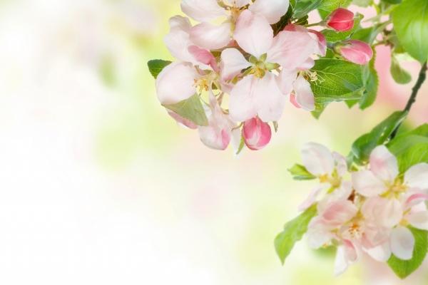 2026属猴的大忌颜色 2026属猴的大忌颜色