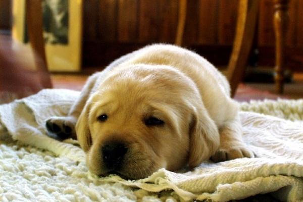 2026年生肖属猪投资吉凶剖析