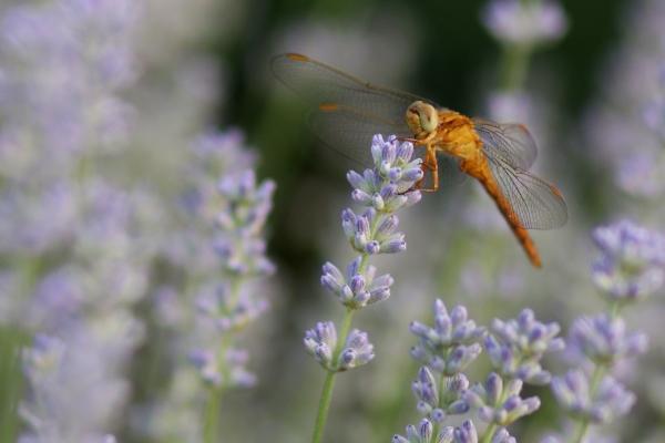 最旺盛属马的贵人到底是谁 最旺盛属马的贵人到底是谁