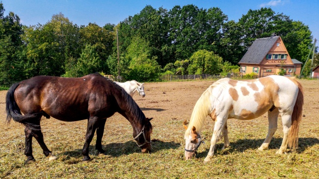 96鼠97牛在2026年能够结婚吗 96鼠97牛在2026年能够结婚吗