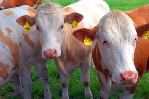 2026年谁能帮属鸡得人，哪位属相鸡的贵人相助