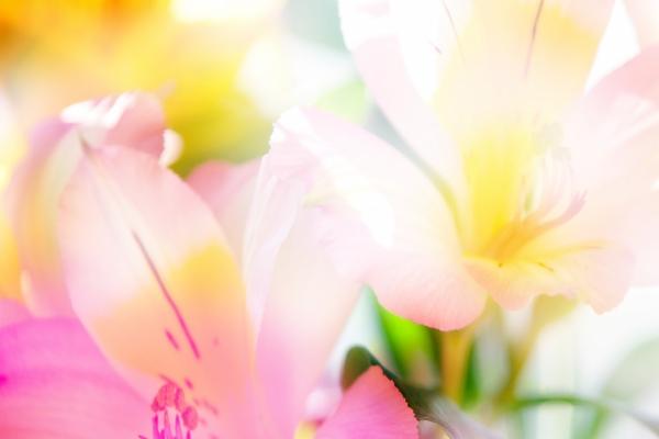 2026年事业运比较好的虎,2026年哪些虎事业运最旺盛 2026年事业运比较好的虎,2026年哪些虎事业运最旺盛