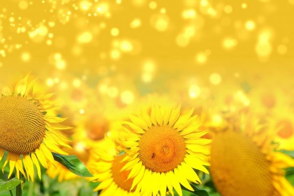 2026年谁能帮属牛得人,哪位属相牛的贵人 2026年谁能帮属牛得人,哪位属相牛的贵人