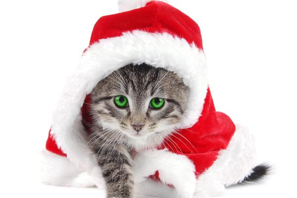 96鼠女95猪男旺不旺夫 96鼠女95猪男旺不旺夫