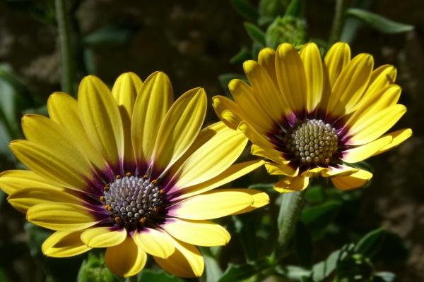 2026年阴历1月去寺院吉日一览表