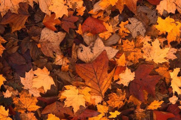 梦到了侄子媳妇是凶兆还是吉兆