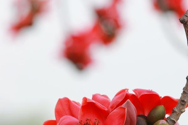 2026年农历3月扫墓的好日子