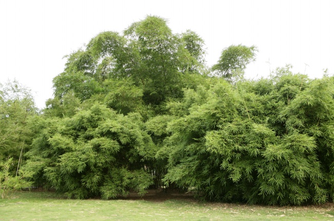 梦见处长是凶兆还是吉兆