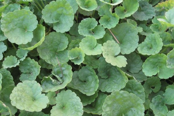 95年猪2026年有喜事吗