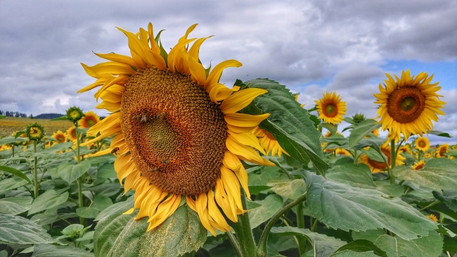 属马人将谁放在第一位 属马人将谁放在第一位