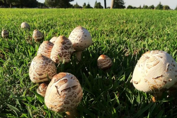 属鸡人2026年事业运怎样 属鸡人2026年事业运怎样