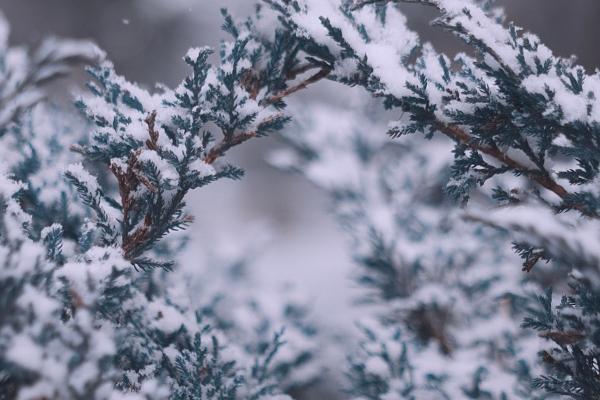 属狗人2026年每月运程