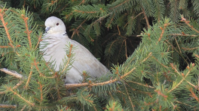 属猪人不可碰的桃花，属猪一生桃花劫到底是谁